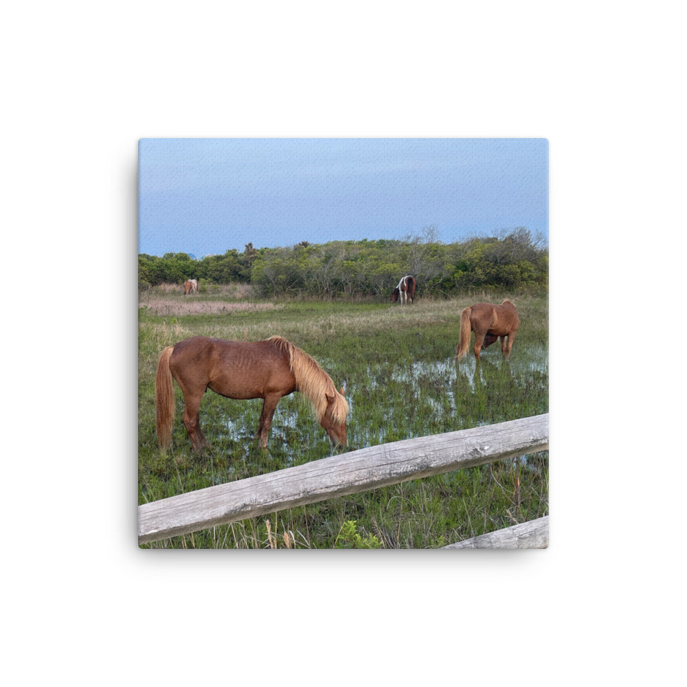 Wild Horses on Assateague, 2023, photography on canvas print