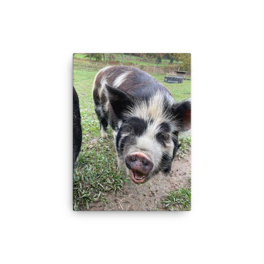 Happy Pig, 2023, photography on canvas print