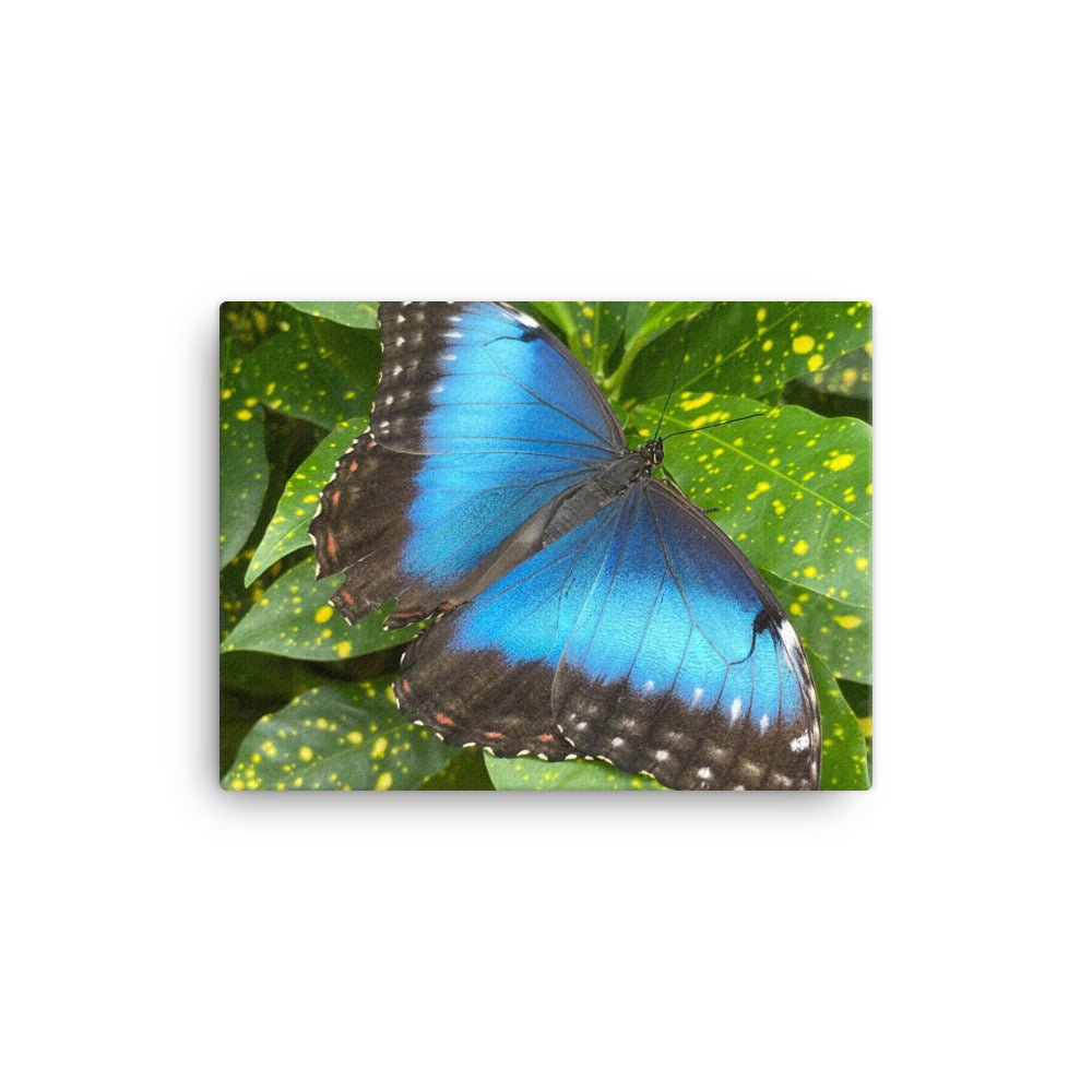 Giant Blue Morpho, 2023, photography on canvas print