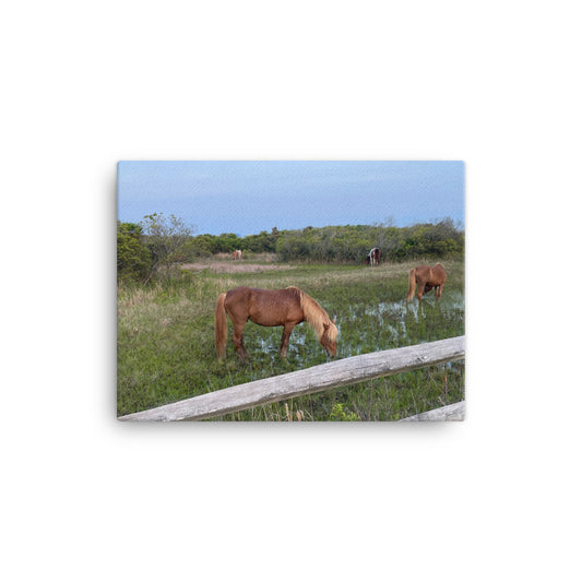 Wild Horses on Assateague, 2023, photography on canvas print