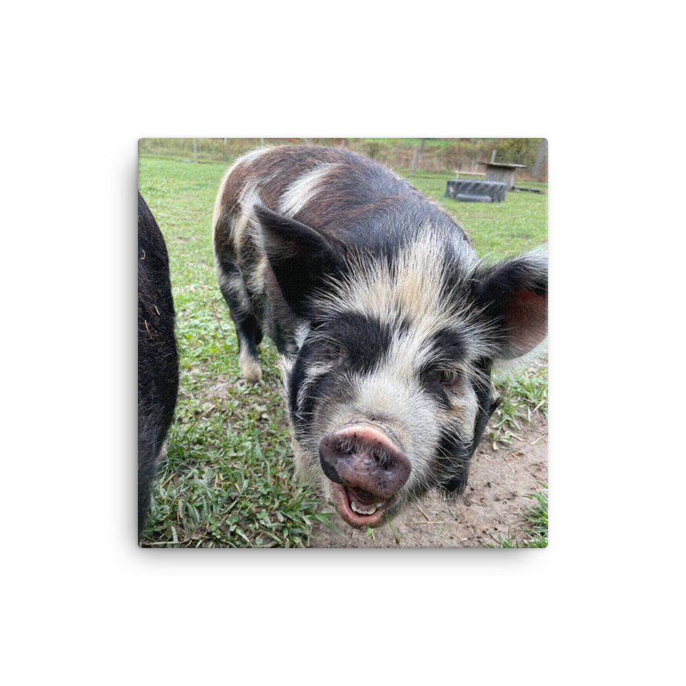 Happy Pig, 2023, photography on canvas print