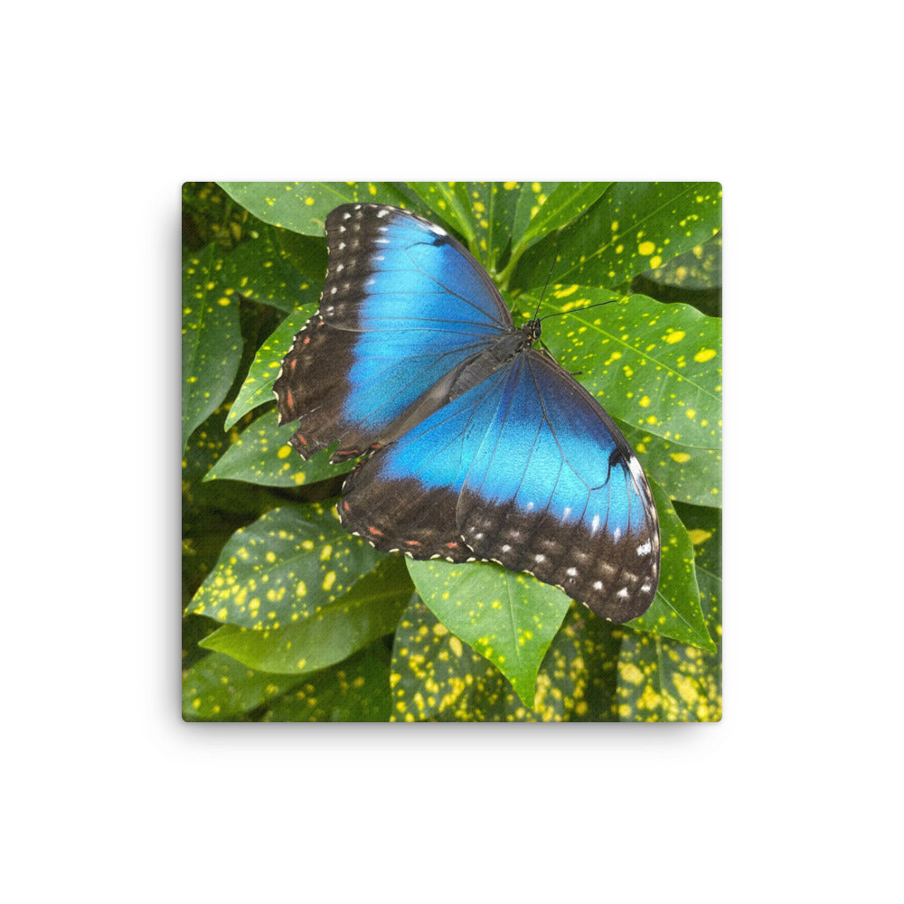 Giant Blue Morpho, 2023, photography on canvas print