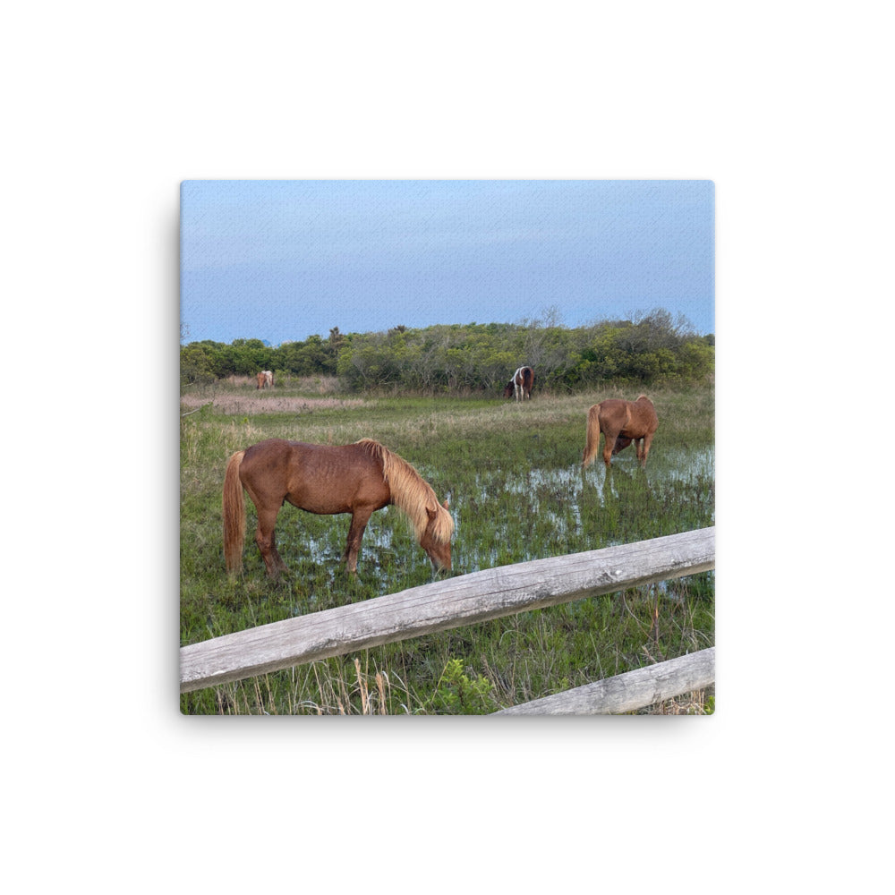 Wild Horses on Assateague, 2023, photography on canvas print