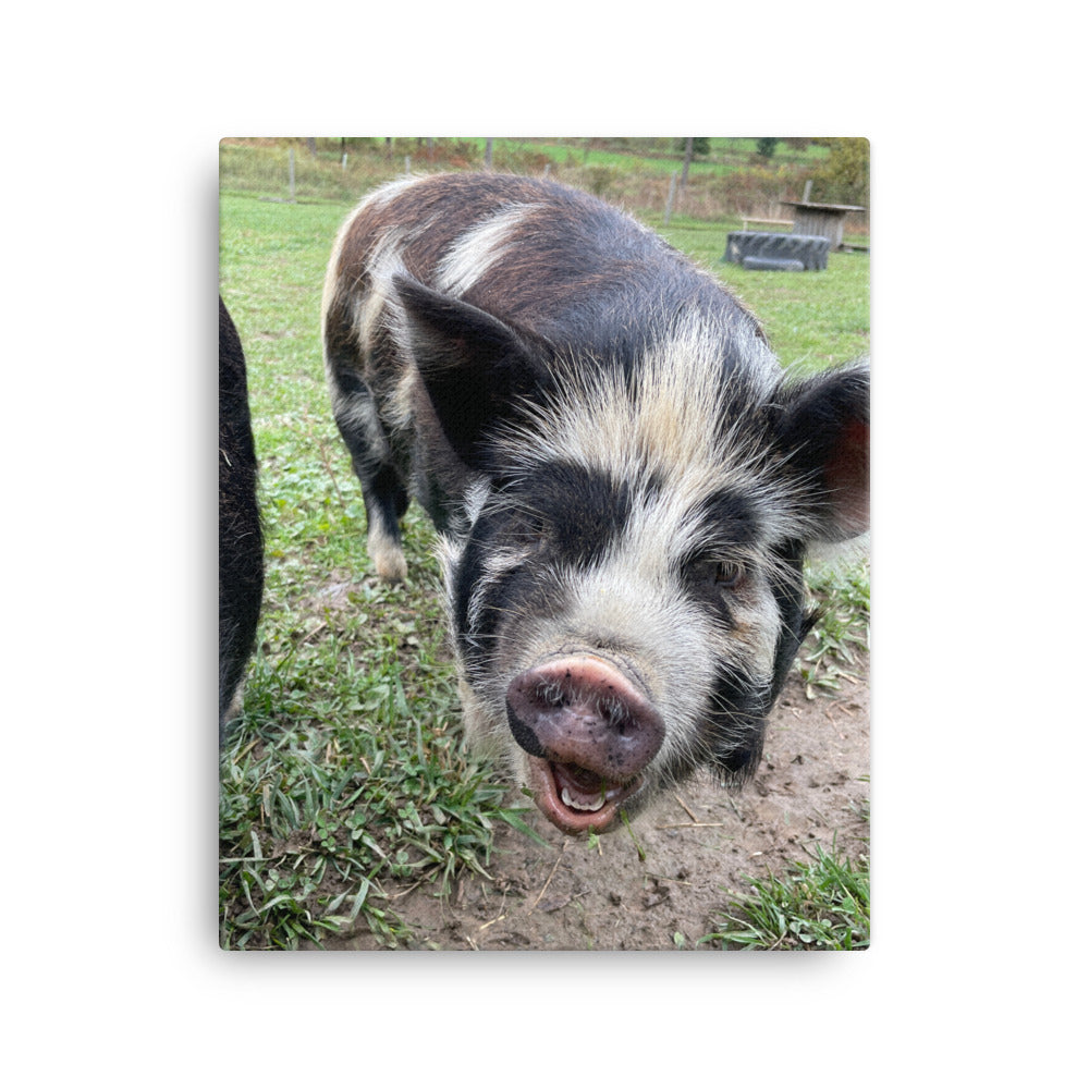 Happy Pig, 2023, photography on canvas print