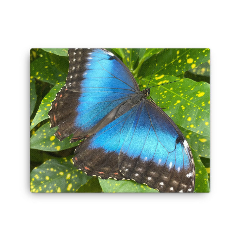 Giant Blue Morpho, 2023, photography on canvas print