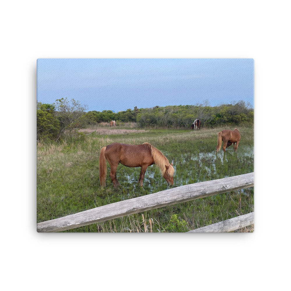 Wild Horses on Assateague, 2023, photography on canvas print