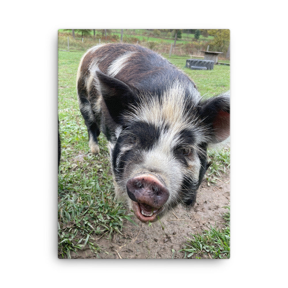 Happy Pig, 2023, photography on canvas print