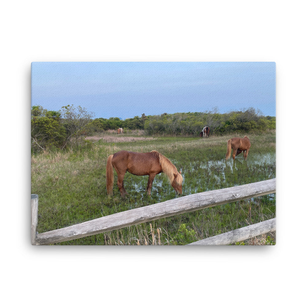 Wild Horses on Assateague, 2023, photography on canvas print