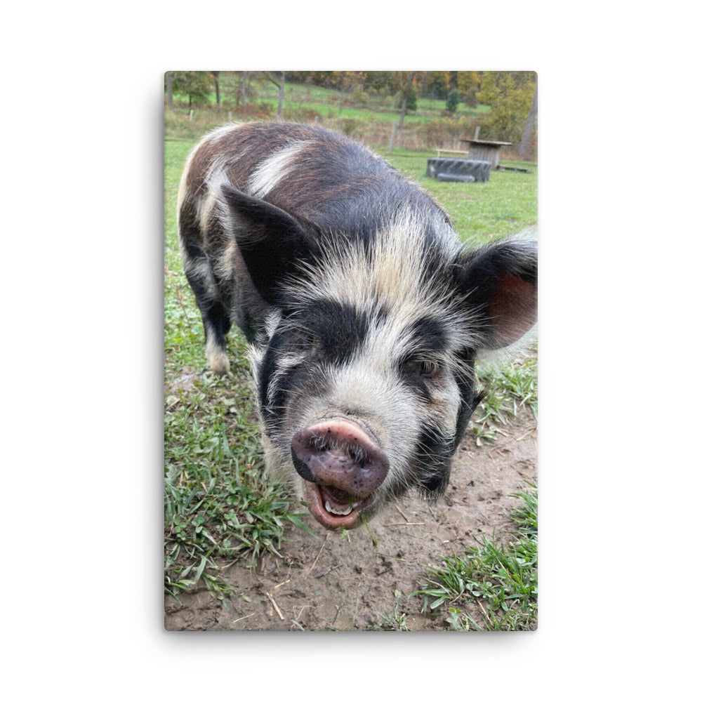 Happy Pig, 2023, photography on canvas print