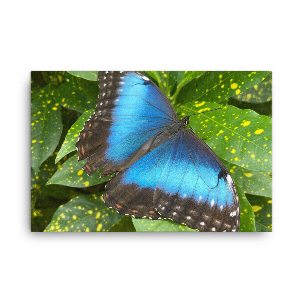 Giant Blue Morpho, 2023, photography on canvas print