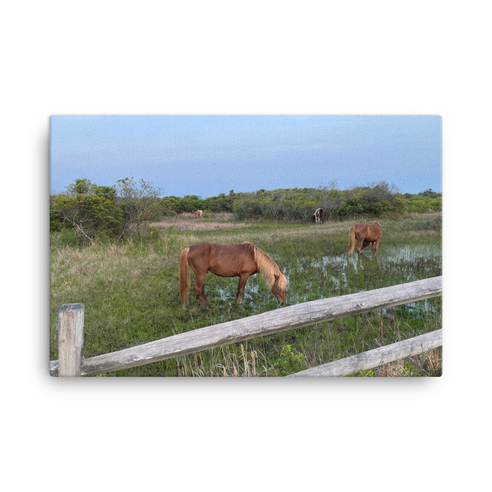 Wild Horses on Assateague, 2023, photography on canvas print