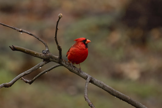 Cardinal, 2024, inkjet print, 13 x 19 in. / 33.02 x 48.26 cm.