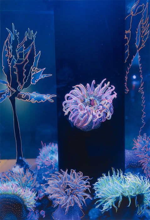 Corallium Habitat, 2020, mixed media photograph, 57 x 39 in. / 144.78 x 99.06 cm.