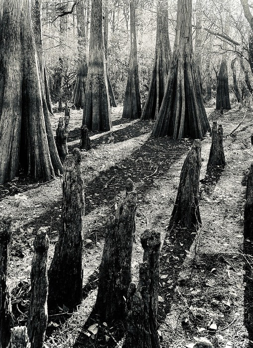 Cypress Trees and Knees, 2023, photography, 24 x 20 in. / 60.96 x 50.8 cm.