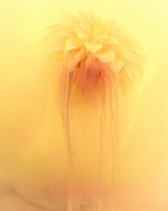 From the Series Submerged: The Dahlia Dawning, 2021, photography, 20 x 16 in. / 50.8 x 40.64 cm.