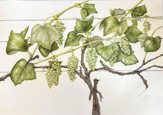 Dionysian Spendor, 2023, faber castell polychromos colored pencil, 14 x 20 in. / 35.56 x 50.8 cm.