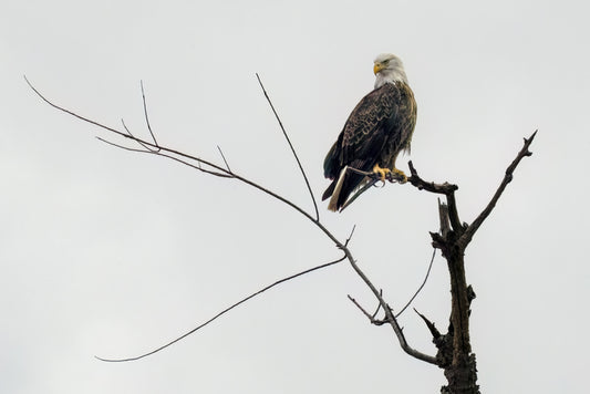Eagle, 2023, ink jet print, 13 x 19 in. / 33.02 x 48.26 cm.