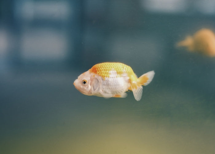 Fish, 2023, photography, 36 x 24 in. / 91.44 x 60.96 cm.