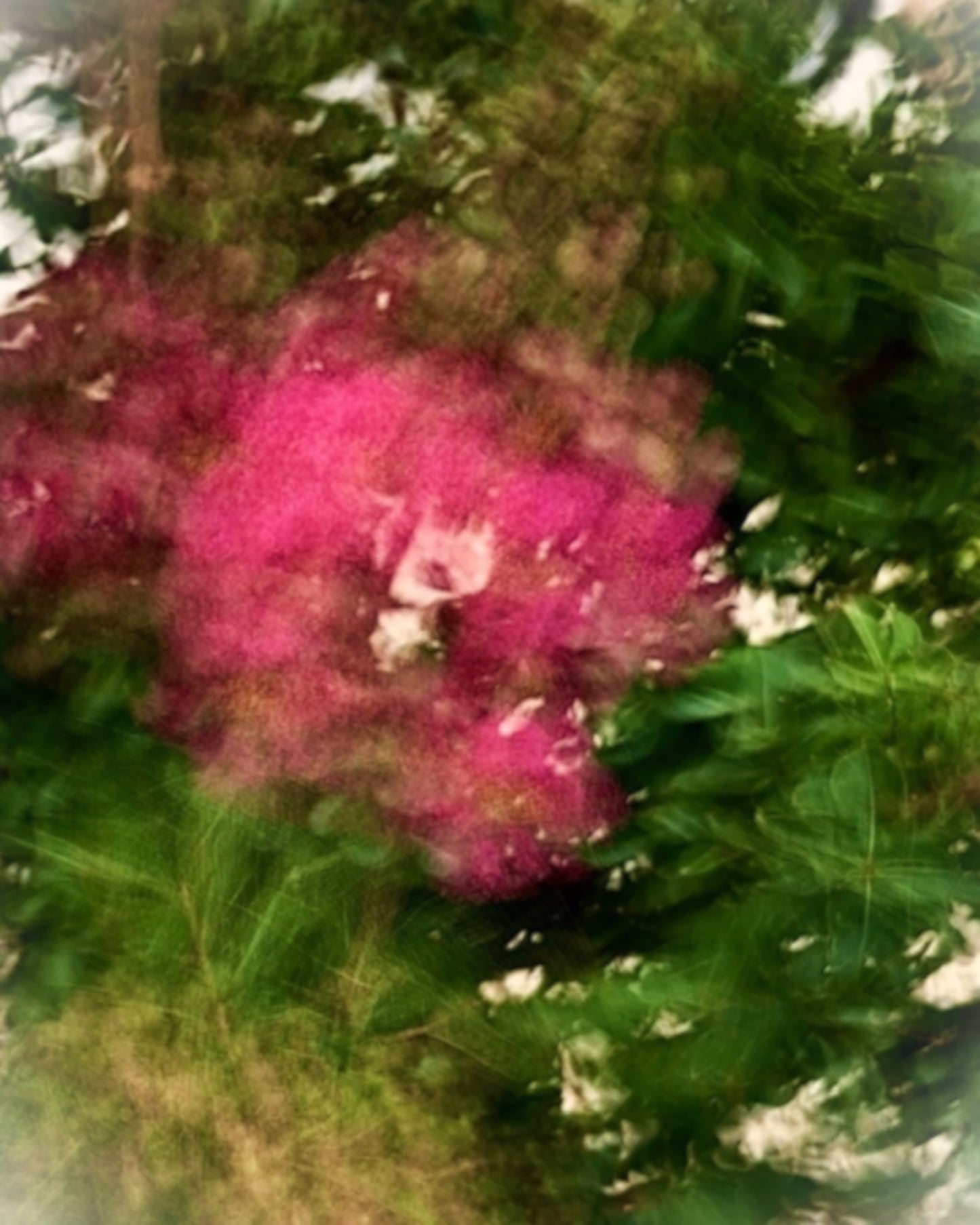 Myrtle Flower, 2024, photography, 16 x 20 in. / 40.64 x 50.8 cm.