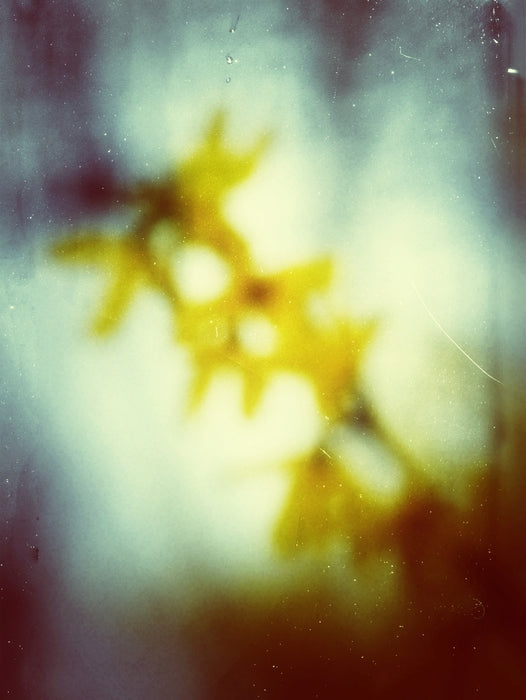 Forsythia, 2023, photography, 14 x 11 in. / 35.56 x 27.94 cm.