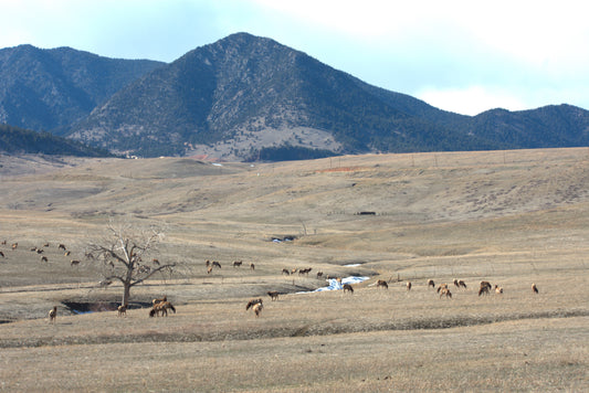 Front Range Elk Herd, Colorado, 2024, photograph, 36 x 24 in. / 91.44 x 60.96 cm.