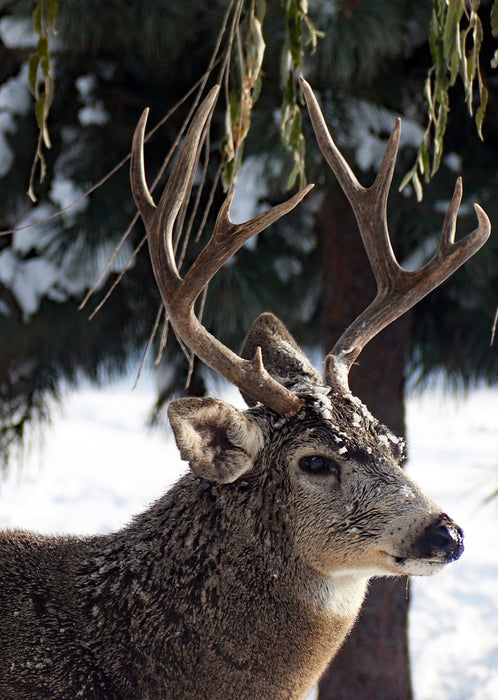 Frosty Buck, 2015, photography, 10 x 8 in. / 25.4 x 20.32 cm.