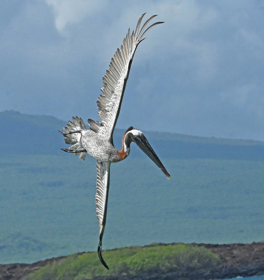 Galapagos Brown Pelican Preparing to Plunge, 2023, photography, 9 x 8.5 in. / 22.86 x 21.59 cm.