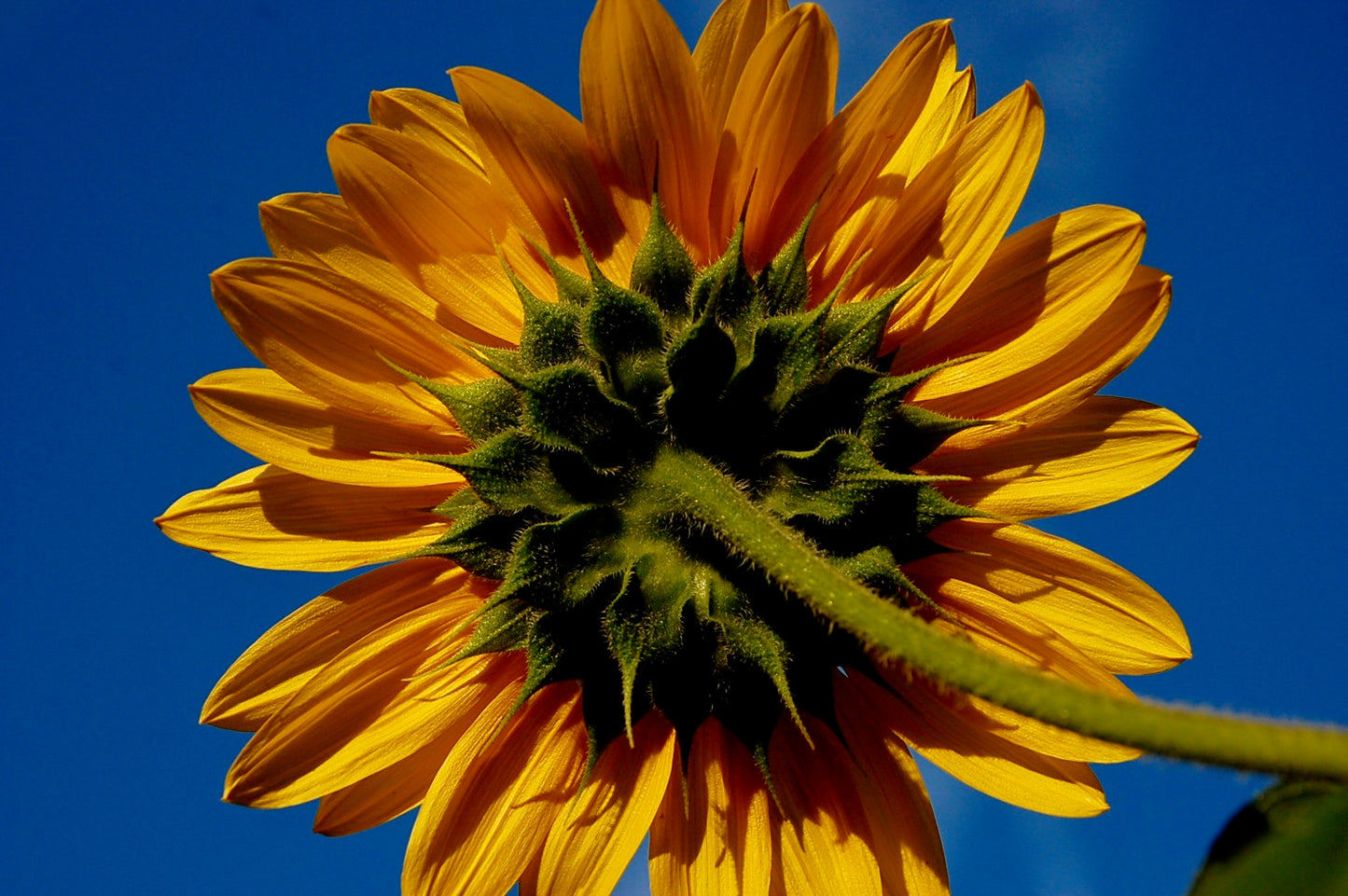 Sunflower, 2025, photography, 20 x 16 in. / 50.8 x 40.64 cm.
