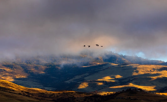 Geese in the Clouds, 2023, giclee print, 11 x 17 in. / 27.94 x 43.18 cm.