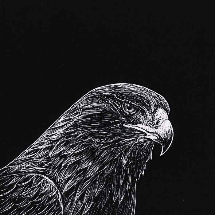 Golden Eagle, 2023, scratchboard, 3.5 x 3.5 in. / 8.89 x 8.89 cm.