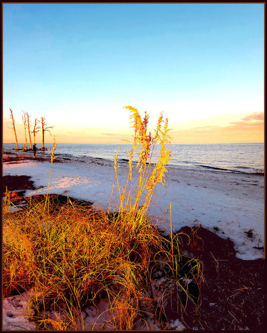 Golden Sea Oats, 2023, photography, 30 x 24 in. / 76.2 x 60.96 cm.