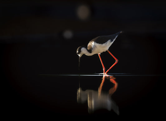 Graceful Elegance, 2023, photography, 14 x 11 in. / 35.56 x 27.94 cm.