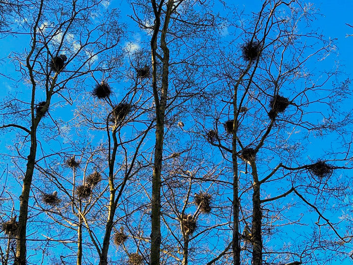 Great Blue Heron Rookery, Great Blue Sky, 2022, photography, 7 x 10 in. / 17.78 x 25.4 cm.