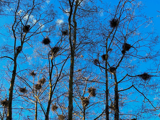 Great Blue Heron Rookery, Great Blue Sky, 2022, photography, 7 x 10 in. / 17.78 x 25.4 cm.