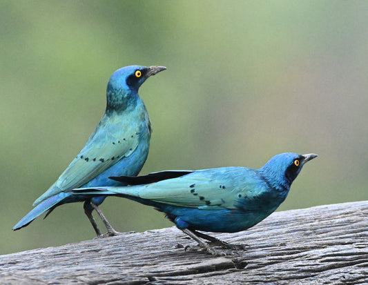 Greater Blue-Eared Starling, Laikipia, Kenya, 2022, photography, 7 x 9 in. / 17.78 x 22.86 cm.