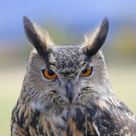 Great Horned Owl Staredown, 2018, photography, 13 x 13 in. / 33.02 x 33.02 cm.