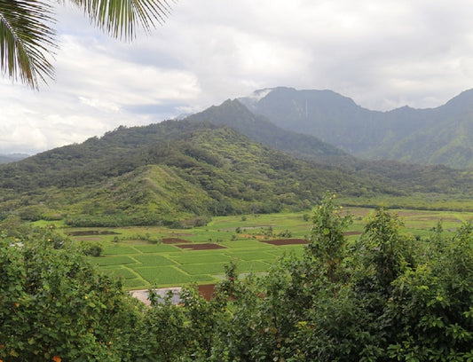 Hanalei Valley Lookout, 2017, digital photography on canvas, 16 x 20 in. / 40.64 x 50.8 cm.