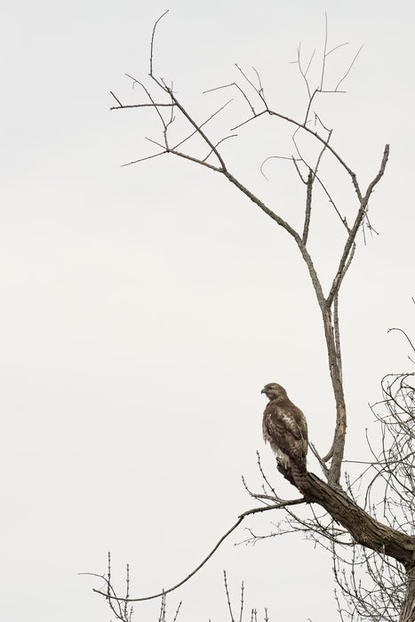 Hawk, 2022, inkjet print, 13 x 19 in. / 33.02 x 48.26 cm.