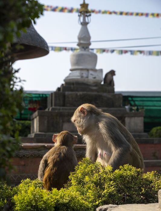 Holy Monkeys of Swayambhu Complex, Kathmandu Valley, Nepal, 2022, photography, 12 x 24 in. / 30.48 x 60.96 cm.