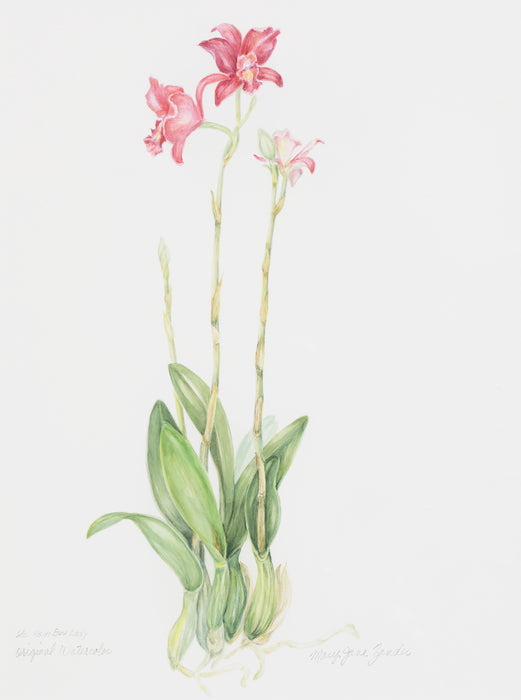 Orchidacea 2, 2011, watercolor, 27 x 23 in. / 68.58 x 58.42 cm.