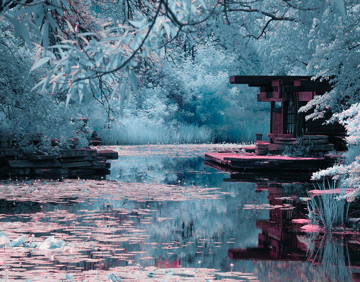 Japanese Garden II, 2019, infrared photography, 11 x 14 in. / 27.94 x 35.56 cm.