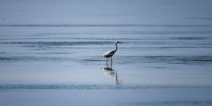 Juvenile Egret, 2023, photography, 5 x 10 in. / 12.7 x 25.4 cm.