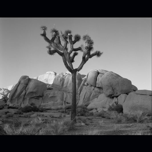 Last Light Joshua Tree, 2010, silver gelatin photograph, 28 x 22 in. / 71.12 x 55.88 cm.