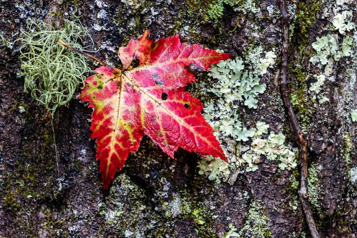 Leaf It Be!, 2022, photograph on metal, 16 x 24 in. / 40.64 x 60.96 cm.