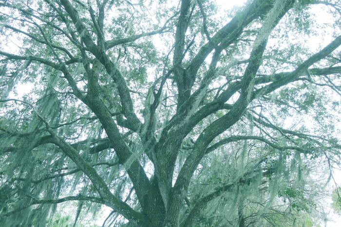 Live Oak Green Tint, 2023, photography, 18 x 25 in. / 45.72 x 63.5 cm.