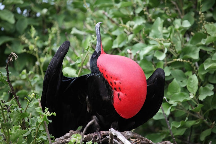 Magnificent Frigate Bird, 2011, photography, 13 x 19 in. / 33.02 x 48.26 cm.