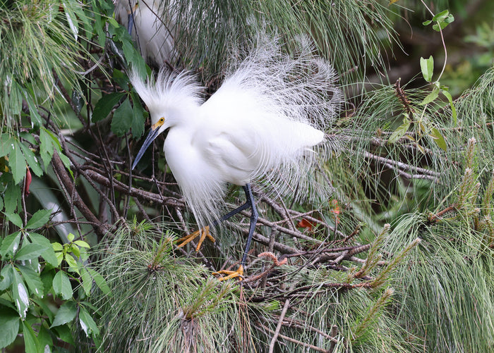 Mating Egret, 2021, photography, 13 x 19 in. / 33.02 x 48.26 cm.