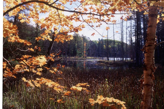 Mike White Lake, 2014, digital photography, 36 x 42 in. / 91.44 x 106.68 cm.