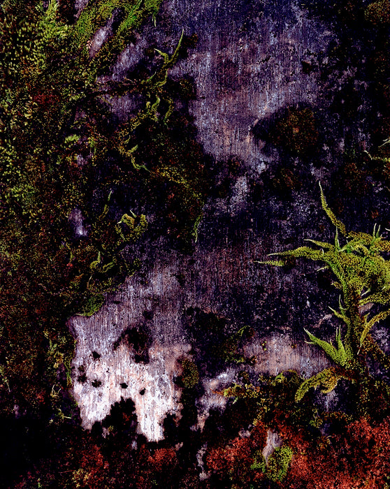 Moss on Cement, 1976, crystal archive paper, 16 x 13 in. / 40.64 x 33.02 cm.