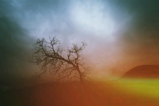 Misty Tree, 2024, photography, 11 x 14 in. / 27.94 x 35.56 cm.